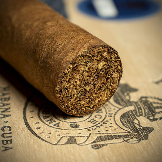 Punch Short de Punch Cuban Cigar - Single